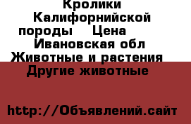 Кролики Калифорнийской породы  › Цена ­ 350 - Ивановская обл. Животные и растения » Другие животные   